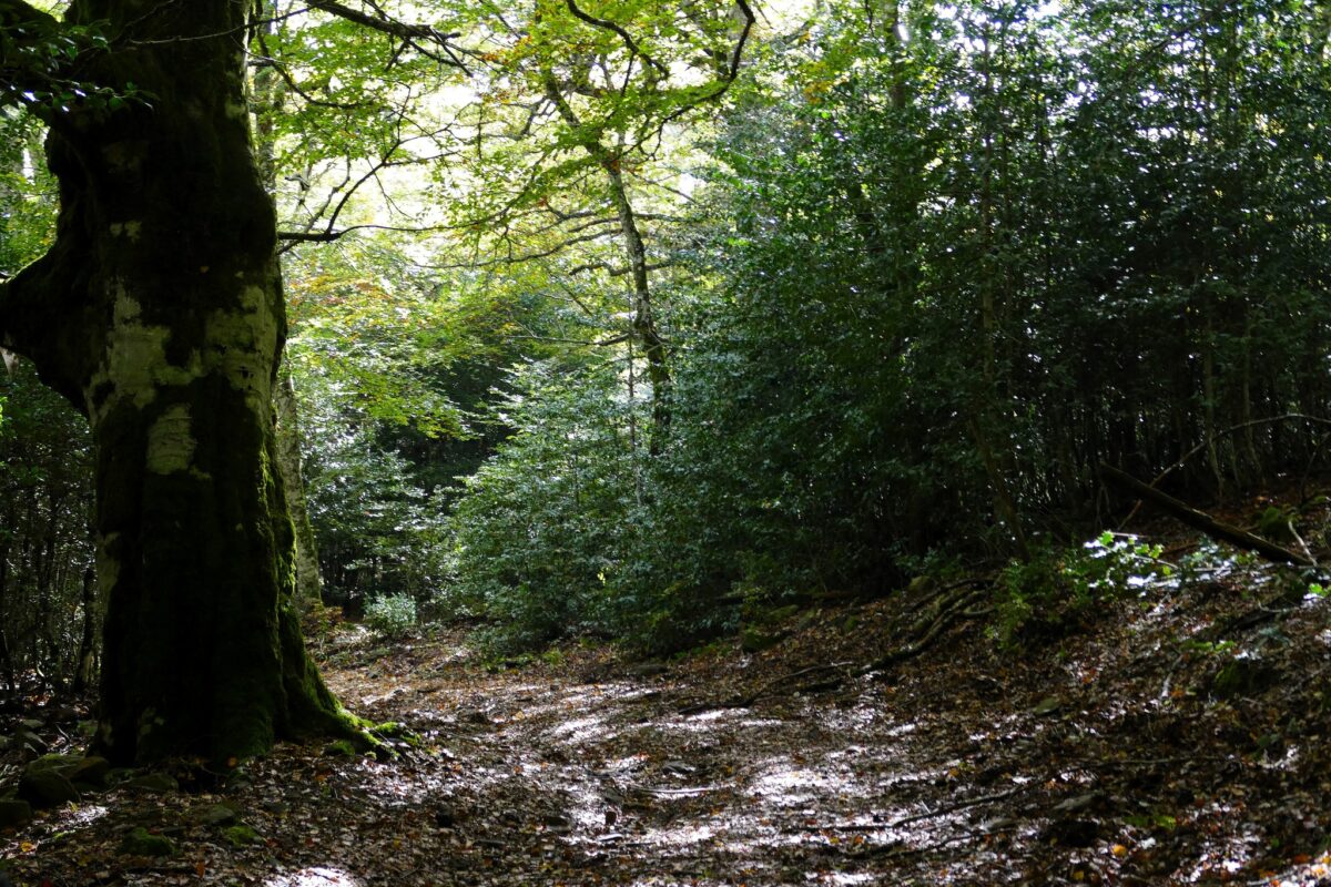 MONTE PELATO (NEBRODI)