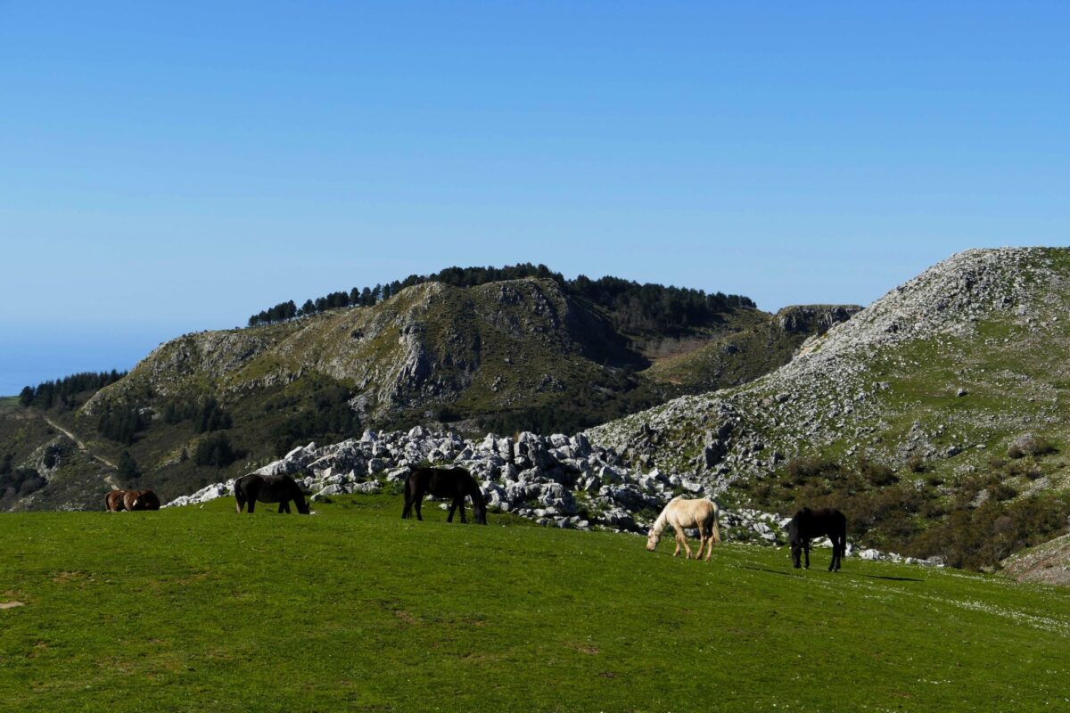 ROCCHE DEL CRASTO (NEBRODI)2