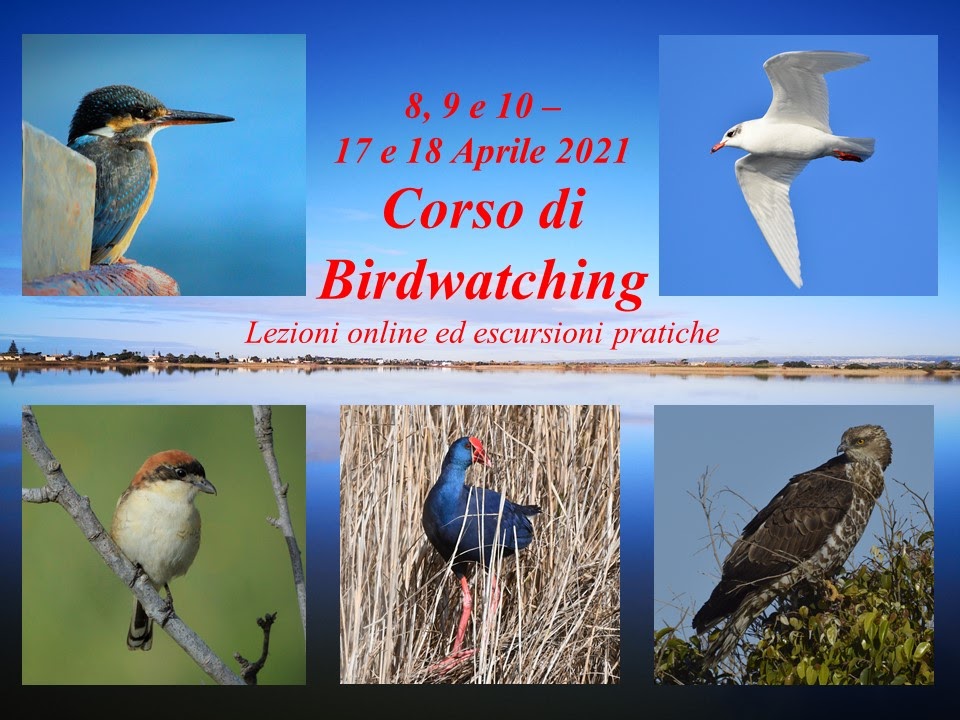 presentazione uccelli corso birdwatching